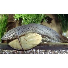 West African Lungfish 15-20cm