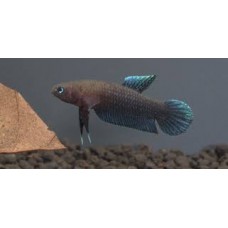 Betta Persephone 3cm