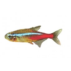 Neon Tetra 2.5-3cm