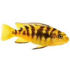 Bumble Bee Cichlid 4-5cm