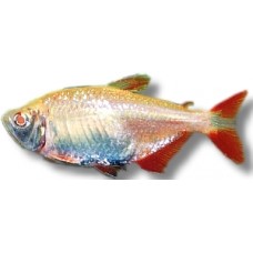 Golden Buenos Aires Tetra 4-5cm