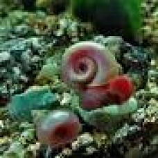 Pink Ramshorm Snails-Small