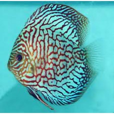 Turquoise Checkerboard Discus- -10-12cm