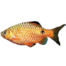 Orange Rosy Barb 4-5cm