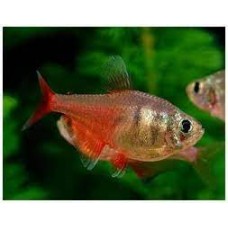 Diamond Flame Tetra 2cm