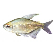 Diamond Tetra 2-3cm