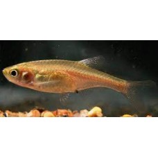 Red Dwarf Rasbora 1.5-2cm