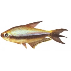 Emperor Tetra 3-4cm