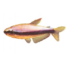 Kerri Tetra 2-3cm