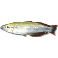 Madagascar Rainbowfish 3-4cm