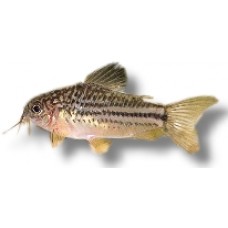 Nannus Cory 3-4cm