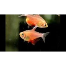 Orange Flame Tetra 2-3cm