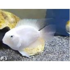 Polar White Parrot Fish 4-5cm