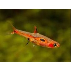 Rasbora Merah 1cm