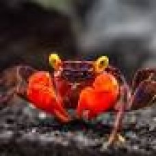 Red Devil Crab 3cm