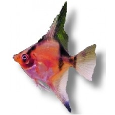 Red Devil Angelfish 5-6cm