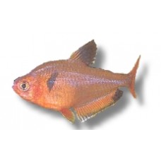 Red Serpae Tetra 2-3cm