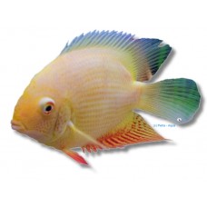 Red Spot Severum 7-8cm