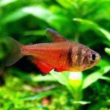 Red Flame Tetra 2-3cm