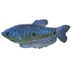 Blue Sumatran Gourami 8-9cm