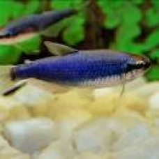 Super Blue Kerri Tetra 3-3.5cm