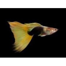 Bumble Bee Male Guppy 3cm