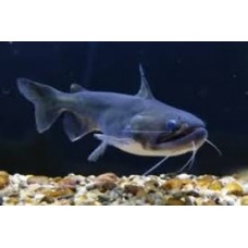 Gulper Catfish 10-12cm