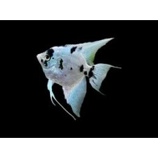 Platinum Panda Angelfish 4-5cm