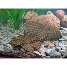 Sailfin Pleco (Gibbiceps) 5-6cm *GROWS LARGE*