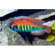 Haplochromis Nyererei 'Ruti Island' 6-7cm