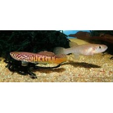 Sjoestedti Killifish 6-7cm (pair)