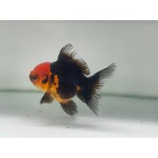 Red And Black Apache Oranda 6-7cm