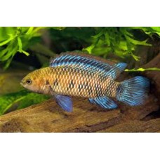 Badis Badis 3cm