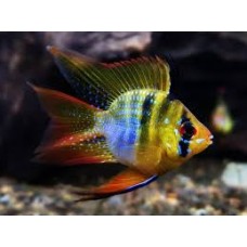 German Balloon Blue Ram 3-4cm