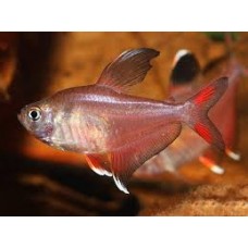 Bentosi Tetra 3-4cm