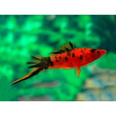 Berlin Swordtail 5-6cm