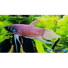 Betta Raja 7cm