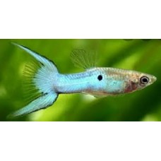  Blue Butterfly Lyretail Male Guppy 3-4cm