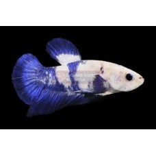 Female Blue Panda Betta 4-5cm