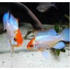 Electric  Blue Red Head Rams 4-5cm