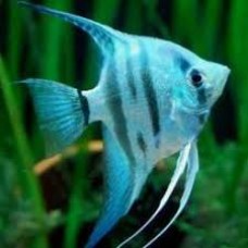 Blue Sheen Angelfish 5-6cm