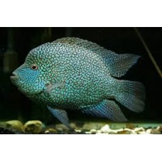 Blue Texas Cichlid (Herichthys Carpintis/Escondido)12-14cm