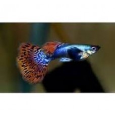 Tiger Dumbo Ear Male Guppy 3-4cm