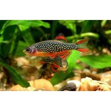 Celestial Pearl Danio 3cm