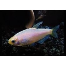 Golden Kerri Tetras 3-4cm