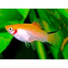 Golden Comet Platy 3-4cm