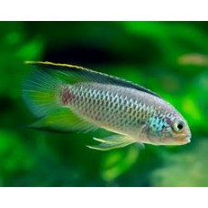 Golden-eyed Dwarf Cichlid 5-8cm