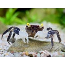 Golden Eyed Vampire Crab 2-3cm