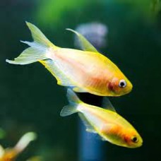 Golden Emperor Tetras 2-3cm