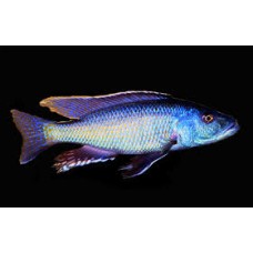 Haplochromis Mbwanae 6-7cm